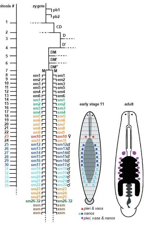 Fig. 12. Delayed segregation of germline precursors (PGCs) from the mesodermal (M) lineage in Helobdella