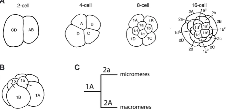 Fig. 3. Schematic of spiral cleavage (A) Unequal spiral cleavage. (B) Lateral view of an 8-cell embryo showing the orthogonal orientation of the cleavage spindles with respect to the animal-vegetal axis.Two mother-daughter pairs are labeled