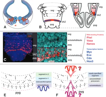 Fig. 8. Teloblasts in leech and Platynereis. giving precursors of most tissues and capable of self-maintenance and self-renewal through cell divisions