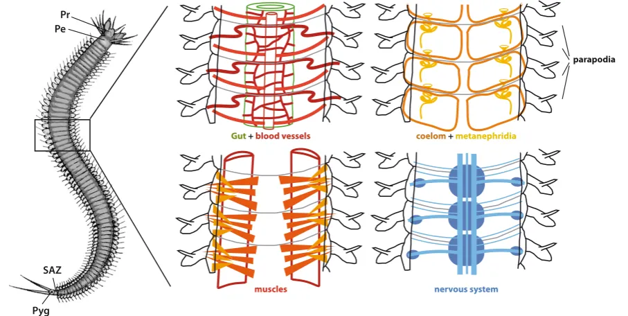 Fig. 1. The majority of marine annelids are completely metameric. This striking yet simple body organization is particularly obvious among juvenile and sub-adult Errantians