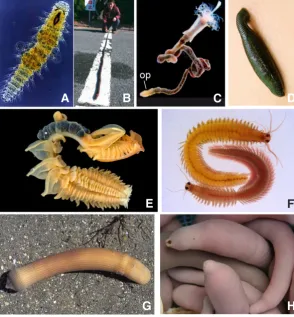 Fig. 2. Examples of diversification of the metameric body plan in annelids. (A) A sexually mature Dorvilleid with 13 visible segments