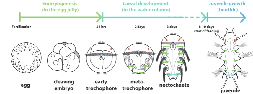 Fig. 3. The normal develop-