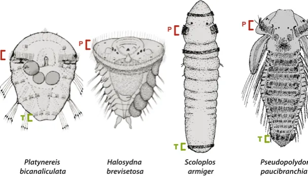 Fig. 4. Examples of the morphological variability before settlement in four annelid species