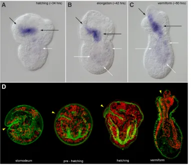 Fig. 9. Expression of the forkheadgene (foxA) during gut development and morphogenesis in the direct-developing sipunculan, Phascolion cryptum