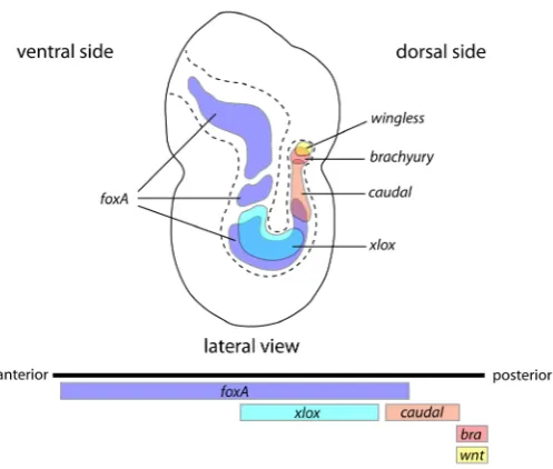 Fig. 10. Schematic of candidate gene expression patterns along the digestive organ system in the direct developing sipunculan, Phascolion cryptum