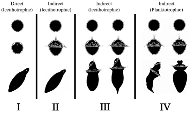 Fig. 1. Schematic of the four recognized developmental life history patterns in Sipuncula