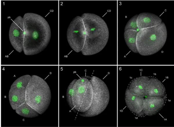 Fig. 3. Postgastrula embryo at the ‘apical groove’ stage in a direct-developing sipun-non-ciliated prototroch cells encircle the anterior hemisphere