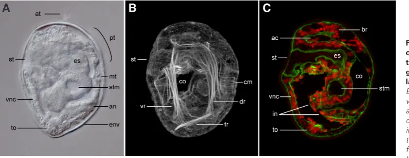 Fig. 6. The elongation-stage 