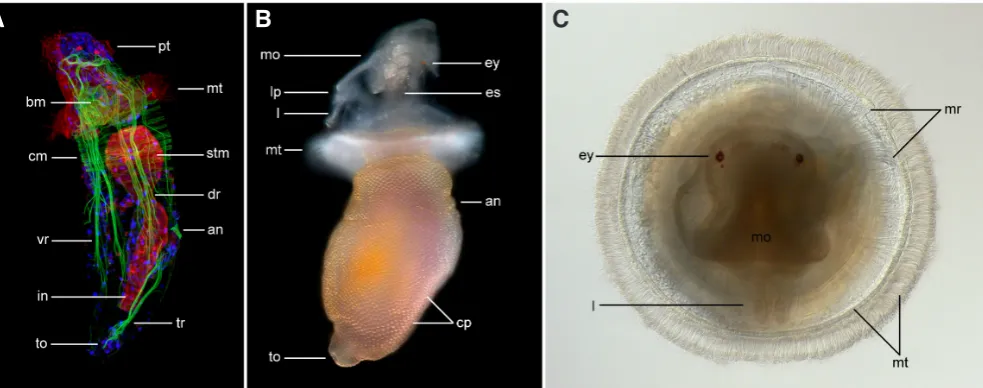 Fig. 7. Anatomical features of planktotrophic pelagosphera larval forms within Sipuncula