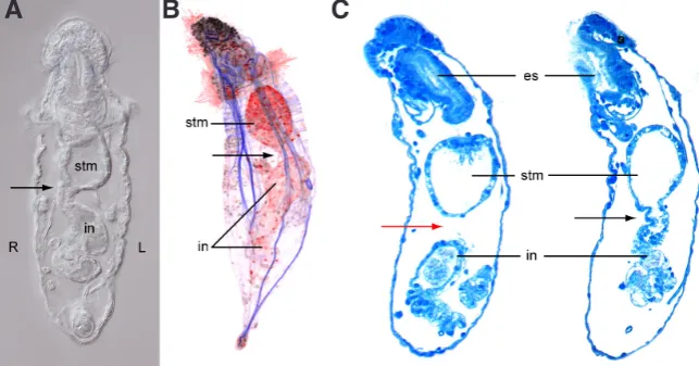 Fig. 8. Left-right asymmetry during development of the digestive organ system in the sipunculan, ~Ne-phasoma pellucidum