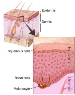 Figure 1:   Schematic picture of a cross section  of  the  skin.  Image  reprinted  with  permission  from  the  National  Cancer  Institute,  2016