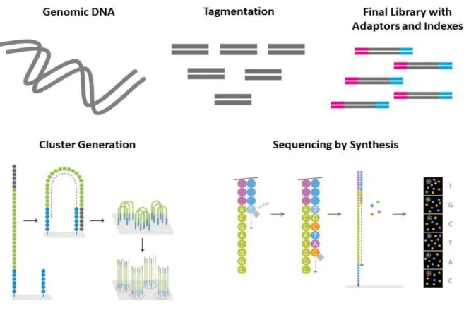 Figure 6:   Schematic overview of high-throughput sequencing using Illumina technology.