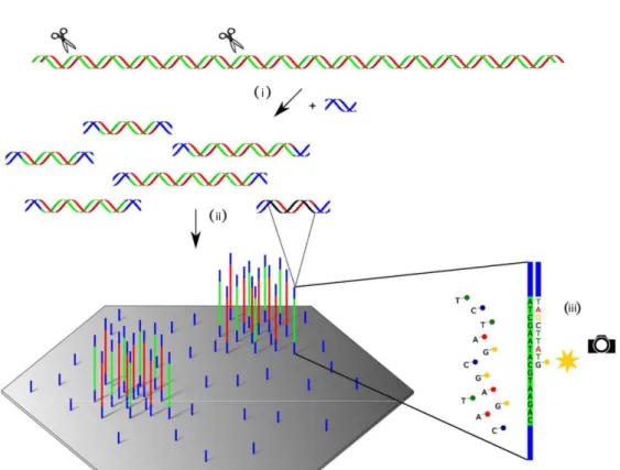 Figure 1. Workflow of the Illumina sequencing process. (i) Library preparation: Fragmentation of  nucleic  acids  and  ligation  of  adapter  sequences,  (ii)  cluster  generation  on  the  flow  cell,  and  (iii)  sequencing by synthesis itself