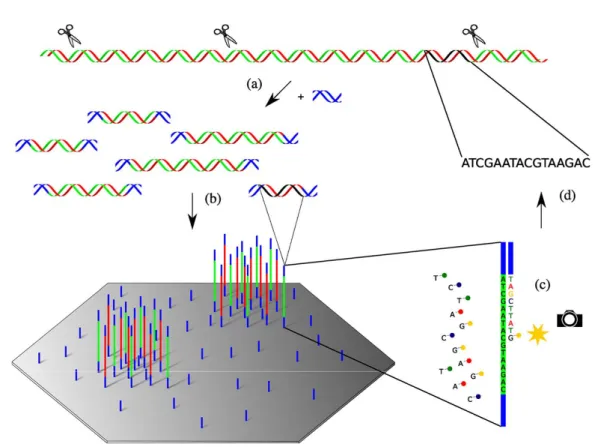 Fig. 1. Workflow of next-generation sequencing. (a) Genomic DNA is sheared into fragments, and platform-specific adapter sequences (blue) are then attached