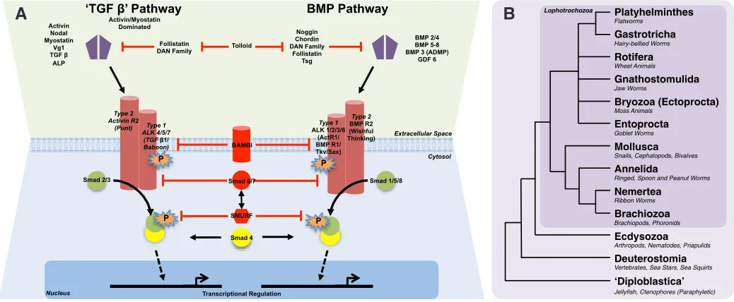 Fig. 1. Summary of TGF-b/BMP signalling cascades and Lophotrochozoan interrelationships