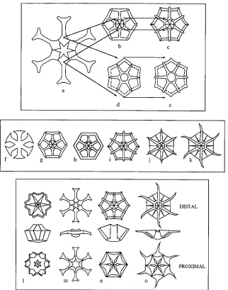 Fig. 2. proposed by Martini illustrating evolution from Catinaster origins, development and morphology (modified from Young, unpublished PhD Thesis)