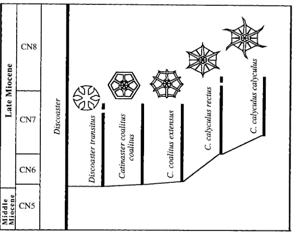 Fig. 6. Evolution of the Catinaster species from Discoaster transitus. 