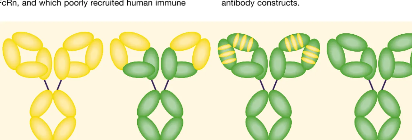 Figure 1. Schematic diagram of murine, mouse/human chimeric, humanized, and fully human antibodies