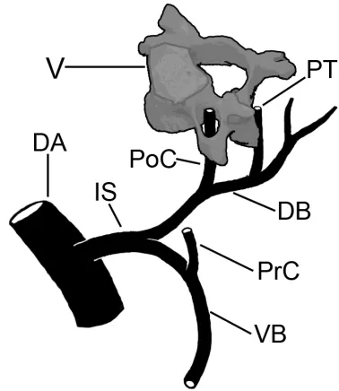 Figure 2. A graph showing the incidences of the variant origin ofthe left vertebral artery from the aortic arch, taken from 12 pre-vious studies (Table 2) and the present study (7.41%)