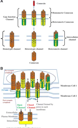 Fig. 1. Assembly of connexins to gap junctions. (A) Structure of Gap junction (GJ) intercellular channels