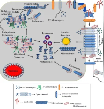 Fig. 3. Life cycle of a connexin (Cx). Figure is adapted and modified, with permission from Laird, (2006).