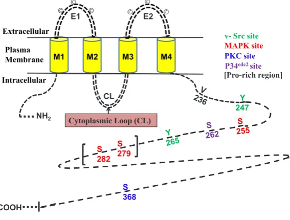 Fig. 5. Schematic diagram of Cx43 phosphorylation on serine residues via the protein kinase C (PKC) pathway