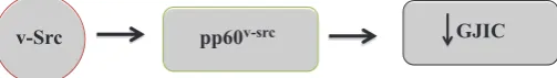 Fig. 6. Schematic diagram of Cx43 phosphorylation on serine residues via the protein kinase A (PKA) pathway