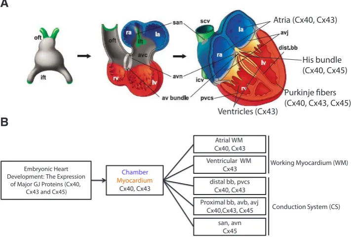 Fig. 8. Schematic representation and overview of embryonic heart development. (A) The pri-mary myocardium is in gray, and the chambers and ventricular conduction system are in red and blue, respectively