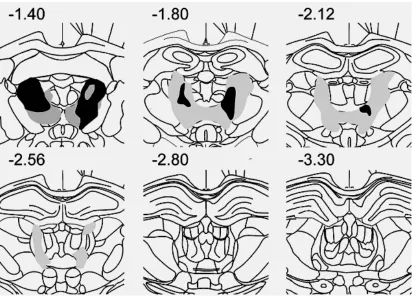 Figure 3.1 Schematic coronal sections through the rat brain showing the locations of the 