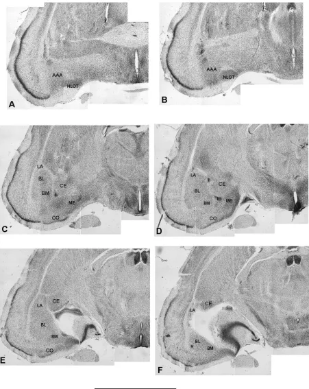 Figure 1. The position of the various amygdaloid nuclei in the common shrew’s CA. A–F the subsequent coronal sections throughthe common shrew’s CA in the rostro-caudal direction