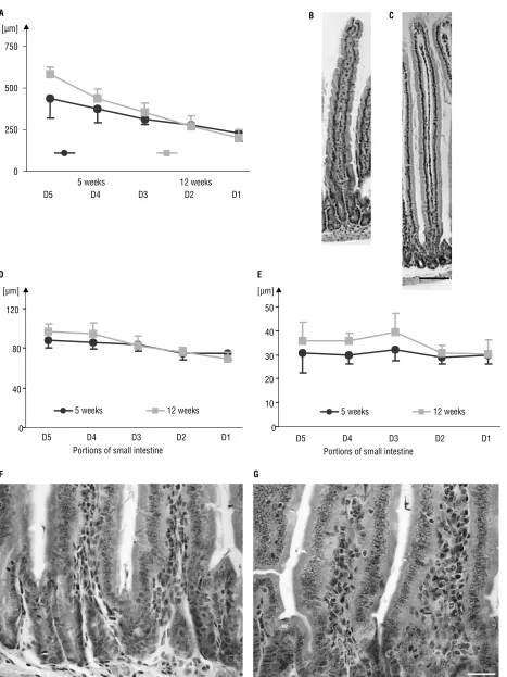 Figure 2. Morphological characteristics of the parameters evaluated in particular portions of the small intestine: the values of the heightof the villi (villus near the crypt (crypt from portion D5 in 5-week-old (A), the morphology of the villus from porti