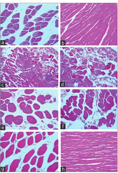 Fig. 1: Photographs of muscle tissue of a control mouse (a and b) 