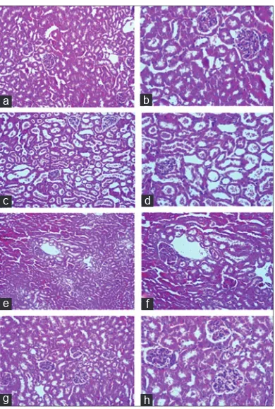 Fig. 3: Photographs of kidney tissue of a control mouse (a and b) showing normal structural appearance of the kidney, (c and d) Group V is showing degenerative changes in the severe damage in renal tissues