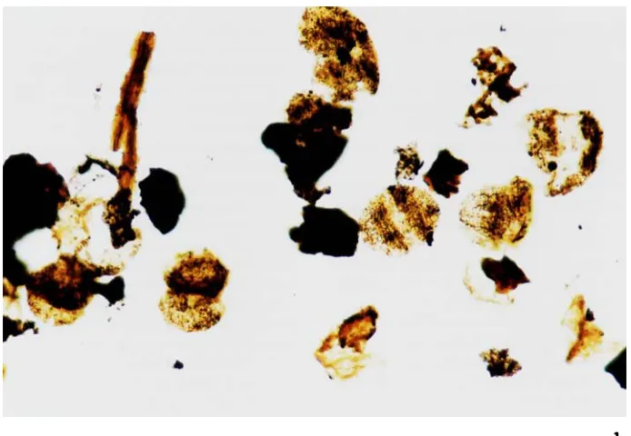 Fig. 1. Palynofacies image of PT19.1. (This facies continues into the lower part of PT19.2)
