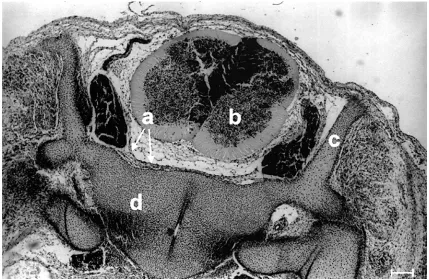 Figure 3. Cross-section of embryo at stage 18. a — primary meninx, b — external layer of dura mater, c — epidural space,d — internal layer of dura mater, e — body of vertebra