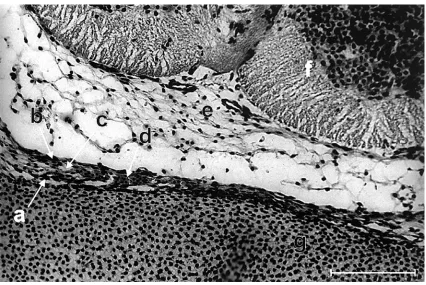 Figure 5. Cross-section of embryo at stage 19. Nissl staining. a — dura mater, b — epidural space, c — spinal cord