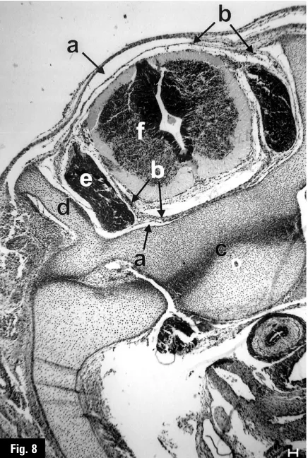Fig. 7Fig. 8