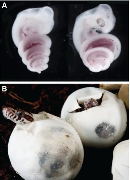 Fig. 1. Snakes as model system for developmental studies. snake embryos dissected at two different developmental stages: 4.5 days post oviposition (dpo) and 6.5 dpo, showing their elongated body plan