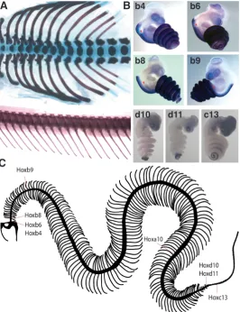 Fig. 2. Hox gene expression and its relationship to the snake axial skeleton. (A) Dorsal view of a mouse rib cage (top), compared to a snake rib cage (lateral view, bottom)