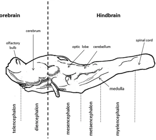 Fig. 1. Schematic representation of the sea turtle brain (adapted from Wyneken, 2001)