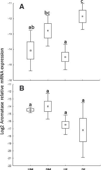 Fig. 3. Normal aromatase expression in forebrain (A) and hindbrain (B) of turtle embryos