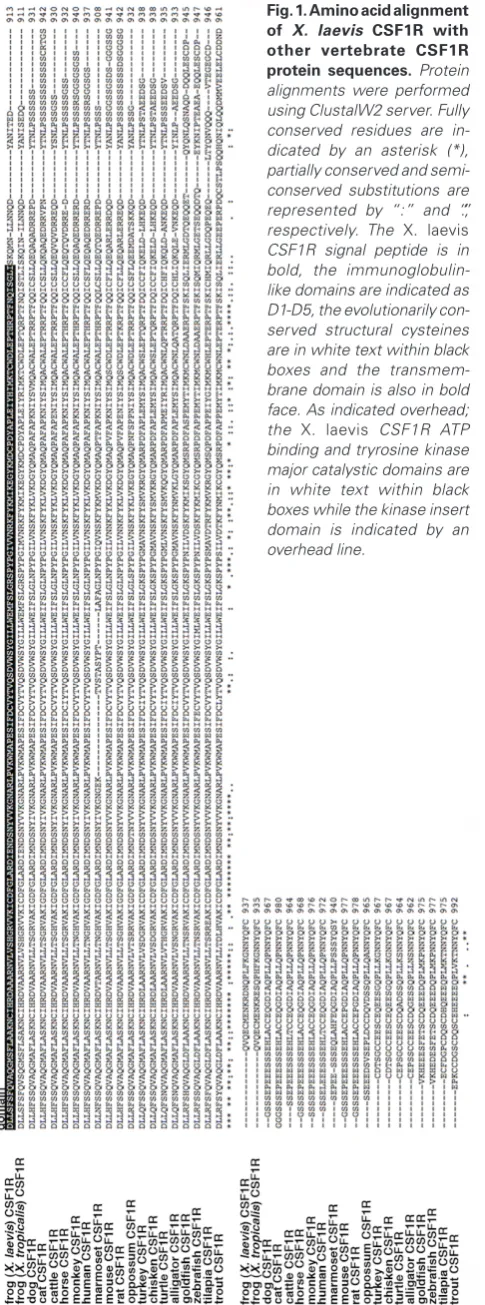 Fig. 1. Amino acid alignment of X. laevis CSF1R with other vertebrate CSF1R protein sequences