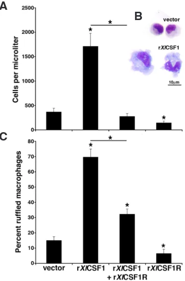 Fig. 6. The rXl±CSF1R abrogates the rXlCSF1-mediated tadpole mac-rophage recruitment and differentiation