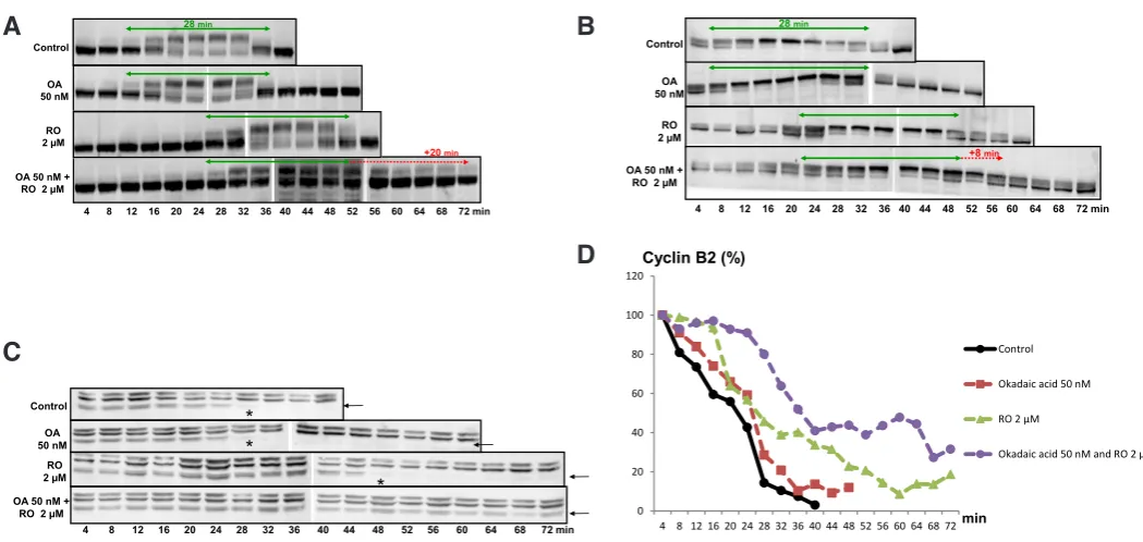 Fig. 4. The simultaneous inhibition of CDK1 and PP2A modifies the timing of M-phase exit and duration