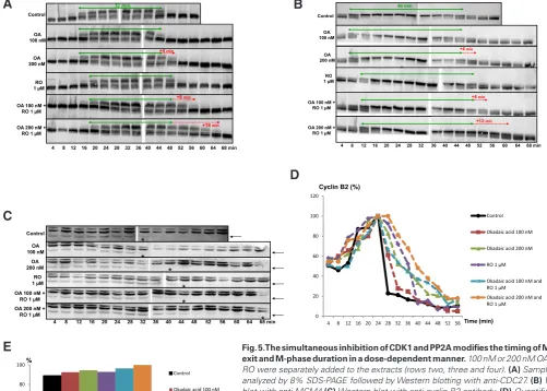 Fig. 5. The simultaneous inhibition of CDK1 and PP2A modifies the timing of M-phase exit and M-phase duration in a dose-dependent manner