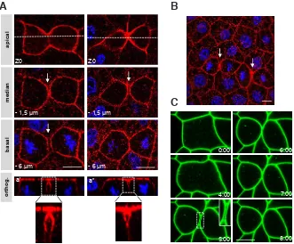Fig. 1. During epithelial cell cytokinesis in the Xenopus gastrula, a gap transiently forms between the plasma membranes of the two daughters cells