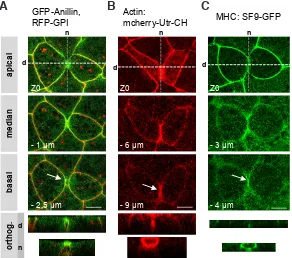 Fig. 3. Anillin, actin and myosin II heavy chain (MHC) localize at the leading edge of the inverted teardrop during epithelial cell cytokinesis in gastrula
