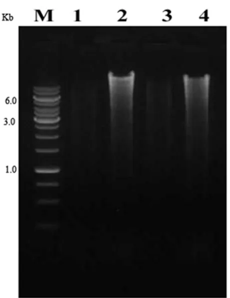 Table 2. Comparative table for features of different genomic DNA extraction methods 