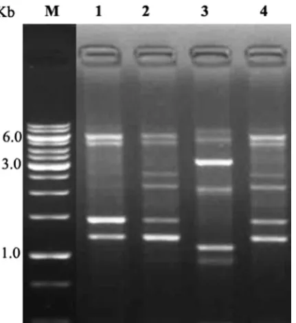Figure 3.  RAPD analysis of isolated genomic DNA from both negative and positive bacterial genomic DNA