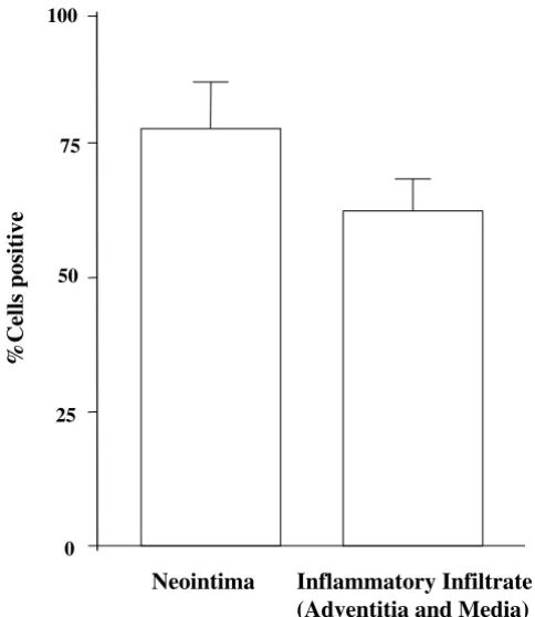 Figure 8Morphometric analysis of PCNA positive staining.Both neointima and adventitia/media were analyzed by aver-aging cell numbers from three selected high power viewfields (objective magnification 40X)